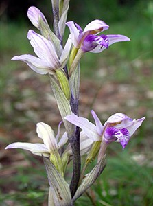 Violet Limodore a - Limodorum abortivum © John Muddeman